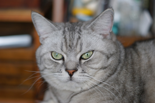 FairyNest/きらら舎