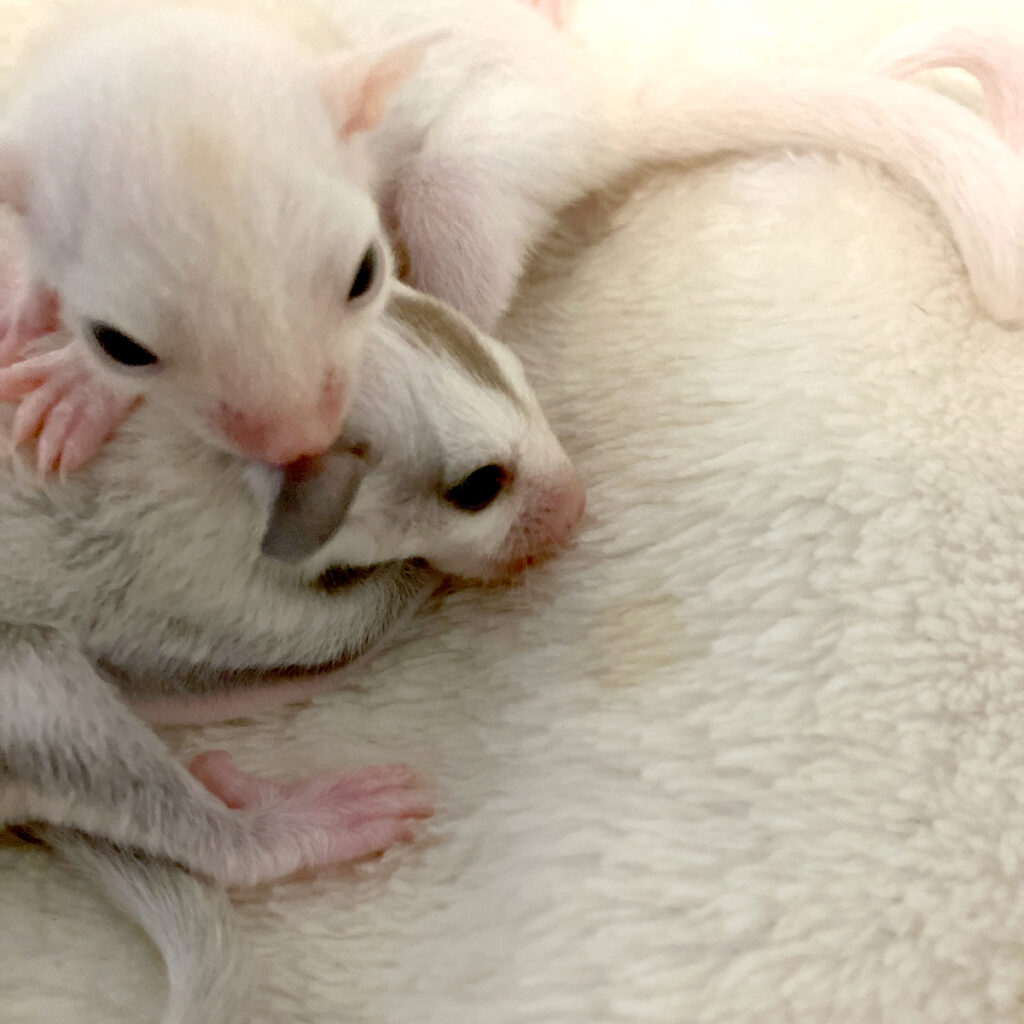 フェアリーネスト・フクロモモンガ